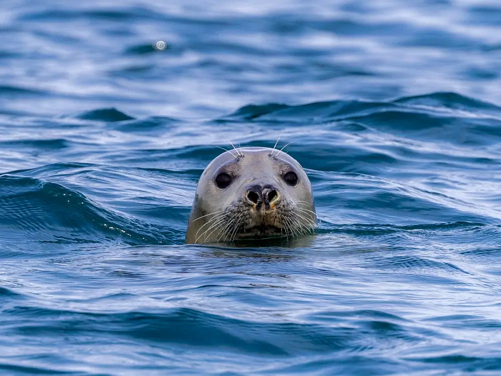 Seal spotted during AquaTerra's Wildlife Tour