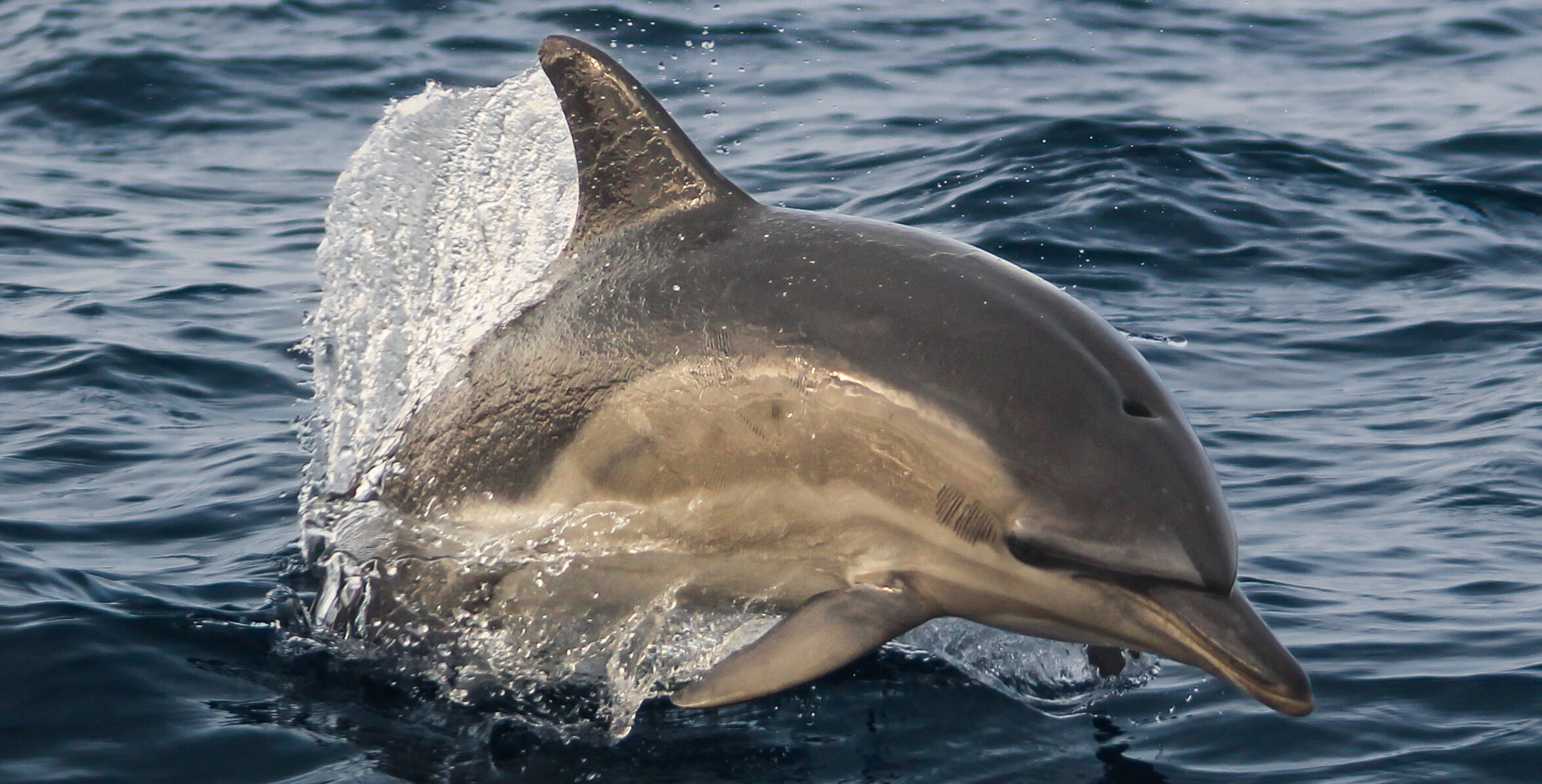 Dolphin off the Skelligs
