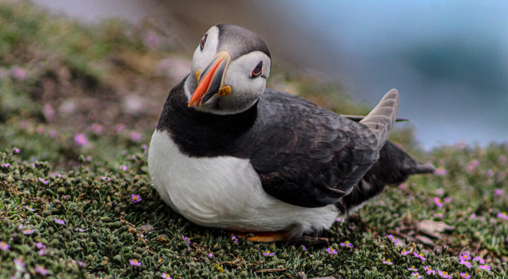 Puffin on Skellig Michael