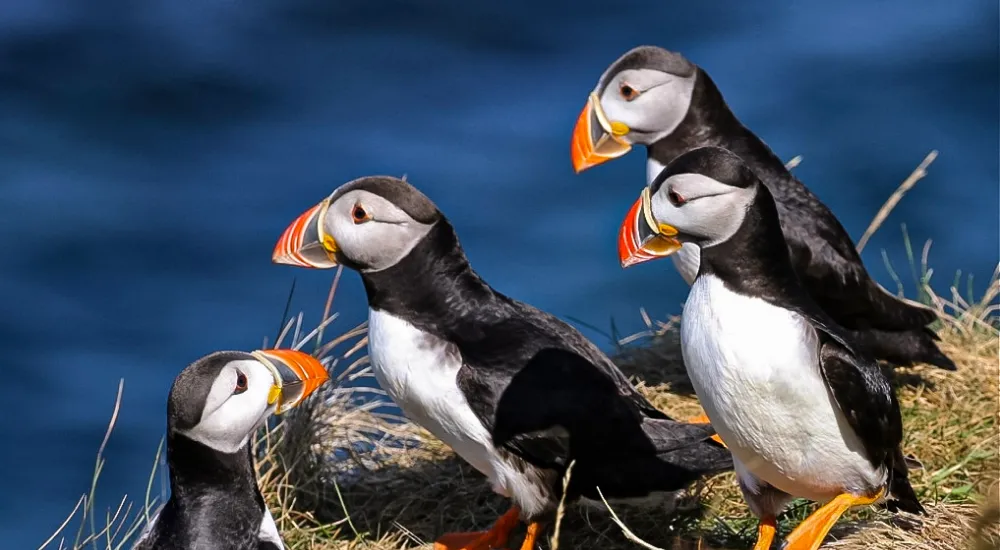 puffin populations at Skellig Islands