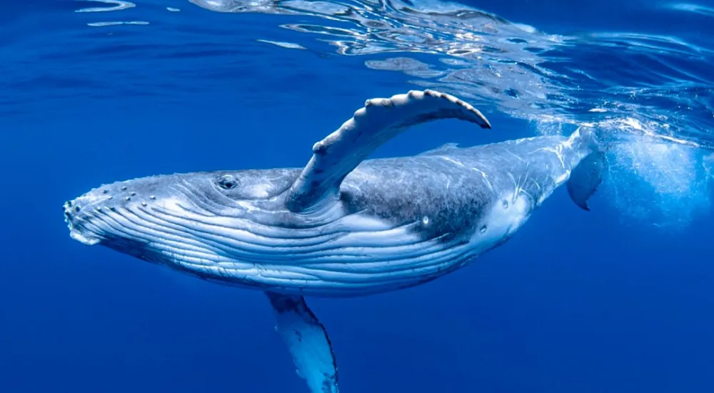 Whale Watching in Kerry