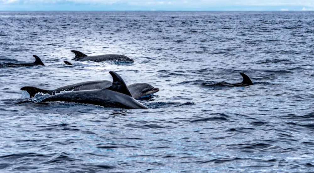 Humpback Whales