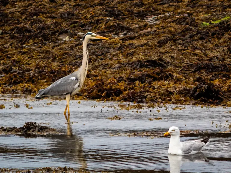 Valentia harbour Wildlife Encounter during Tour