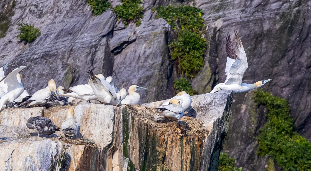 birdwatch