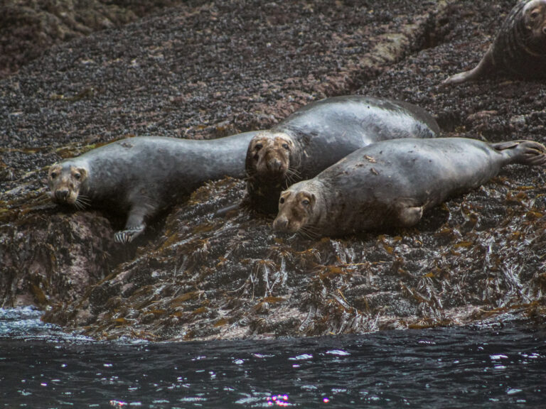 Seal_Valentia_Harbour